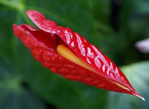 L'apparition de belles fleurs n'est possible que dans une plante saine.