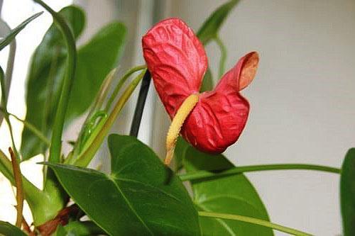 La fleur d'Anthurium reste fraîche jusqu'à 45 jours