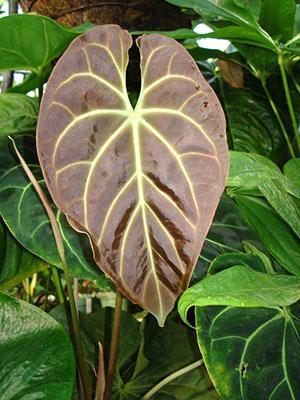 Anthurium a besoin d'aide