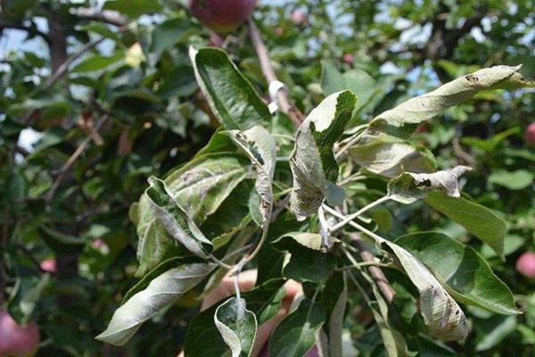 problema de la hoja de manzana