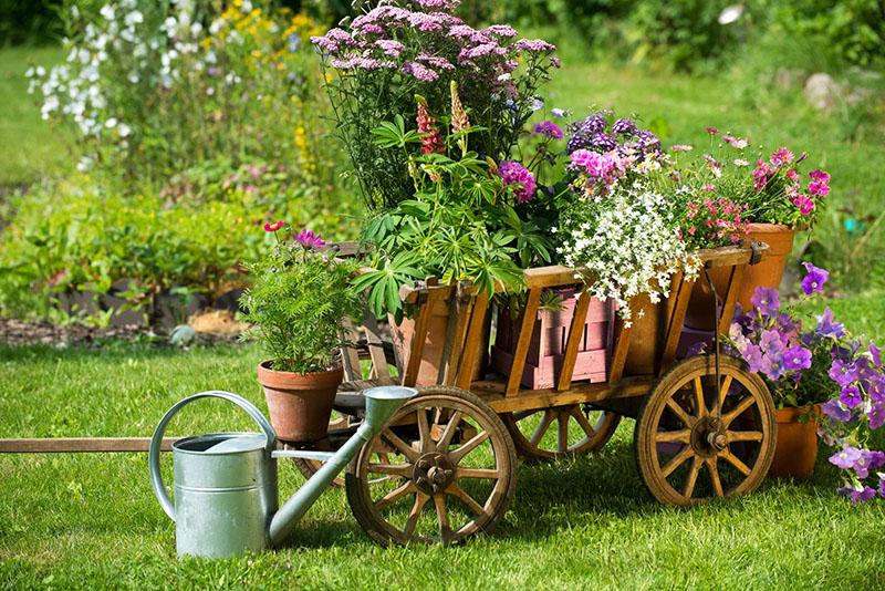 parcelle de fleurs de style campagnard