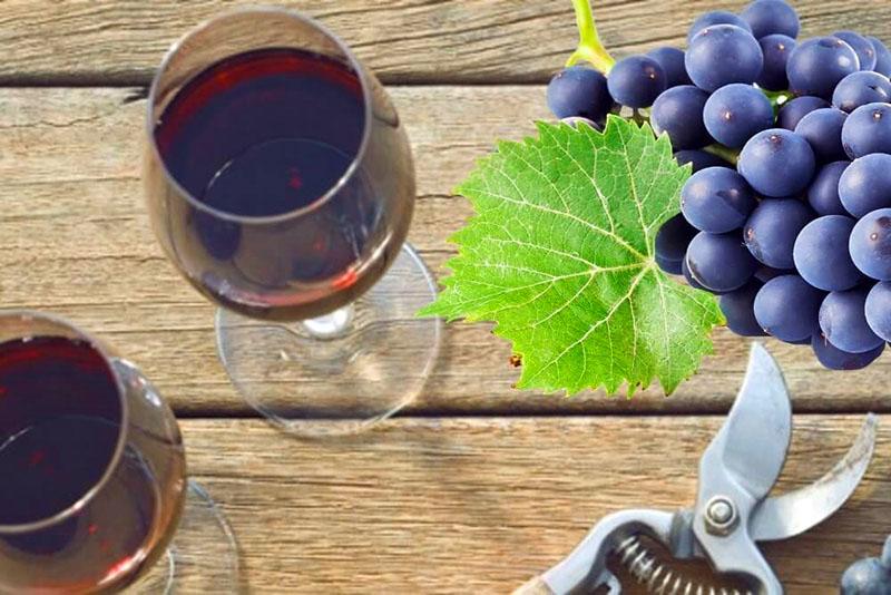 vino casero de uvas Isabella