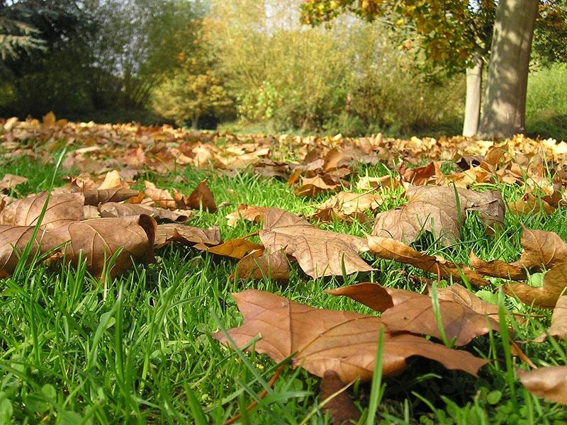 feuilles mortes