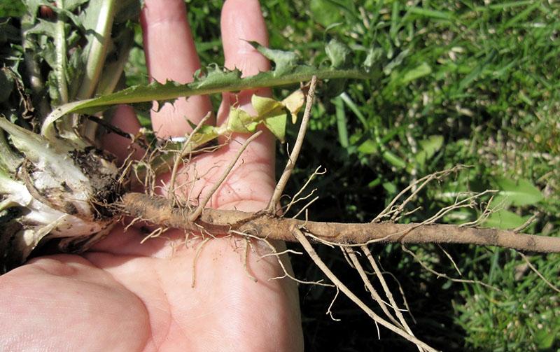 mauvaises herbes avec des racines