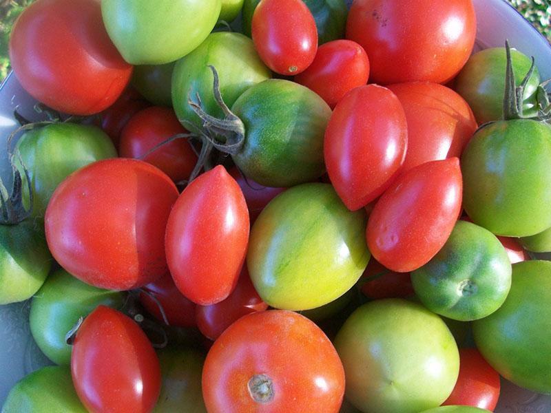 usando tomates maduros y verdes