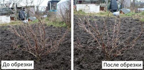 arbusto antes y después de la poda