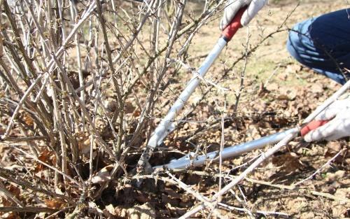 cómo podar grosellas en primavera