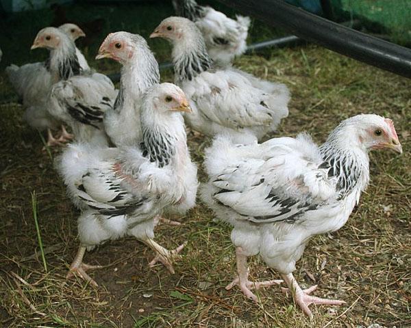 La séparation rapide des poussins malades aidera à sauver le bétail