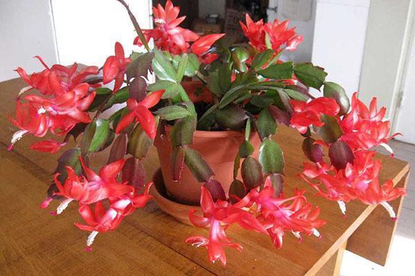 zygocactus en fleurs après transplantation