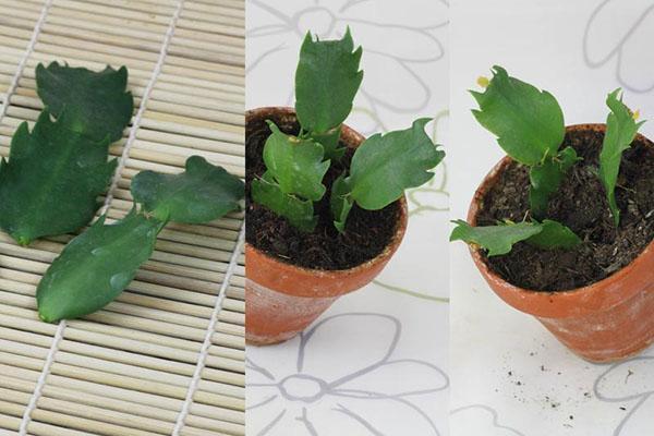 planter des boutures de zygocactus