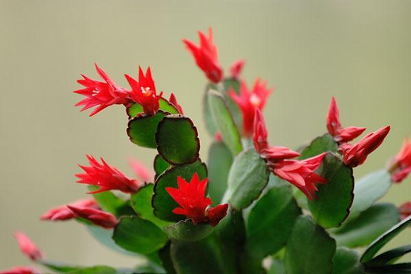 fleurs de zygocactus