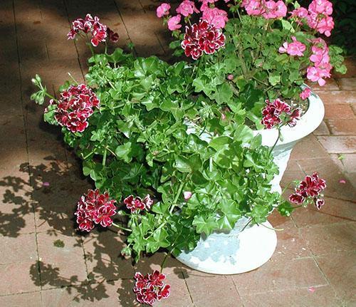 Ampel pelargonium en el diseño del paisaje