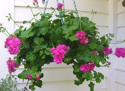 Pelargonium en el verano en el patio.