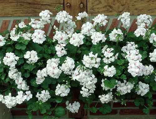 Floración abundante de pelargonium ampeloso