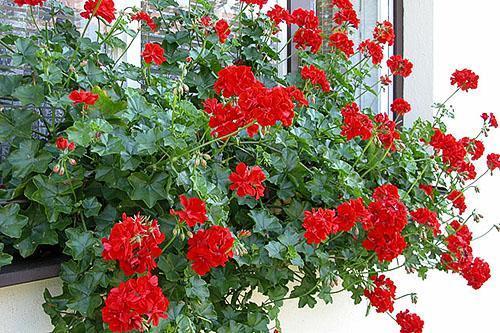 Ampel pelargonium necesita pellizcar los brotes