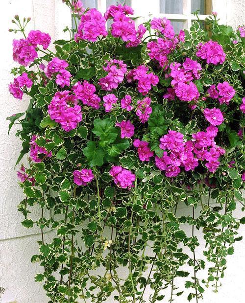 El pelargonio ampeloso se propaga por semillas.