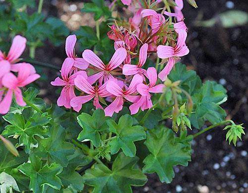 El pelargonio se propaga fácilmente por esquejes.