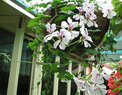 Planta joven