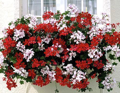 Pelargonium ampeloso floreciente