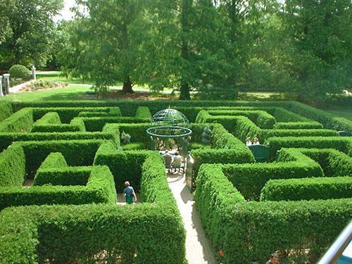 Labyrinthes de buis d'un grand nombre d'arbustes