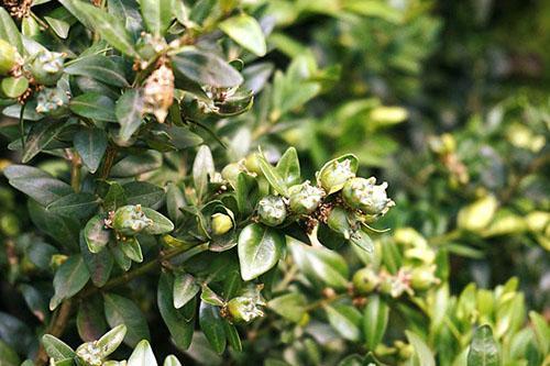 Maturation des fruits de buis