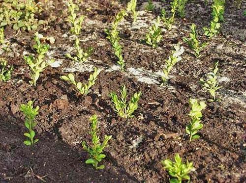 Esquejes plantados en campo abierto