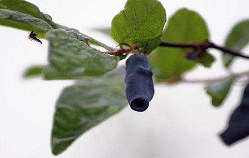 La fruta madura es apta para la reproducción.