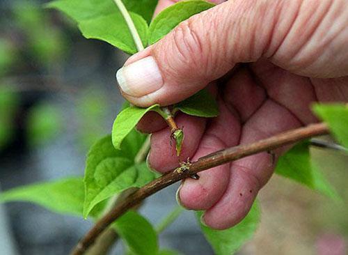 Sélection de boutures pour la multiplication