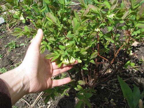 Le buisson de chèvrefeuille est adapté pour le fendage