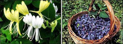 Fleurs et fruits de chèvrefeuille