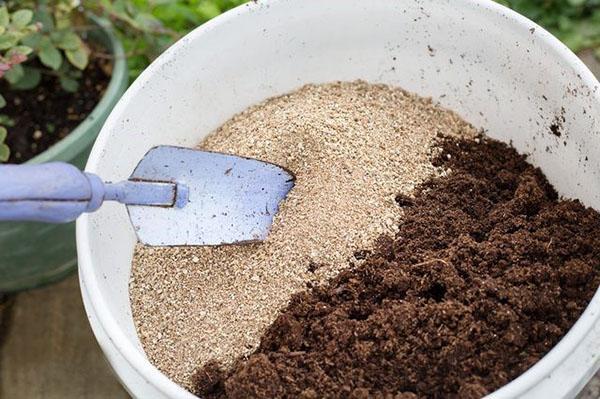 préparation du sol pour la plantation de boutures de genévrier