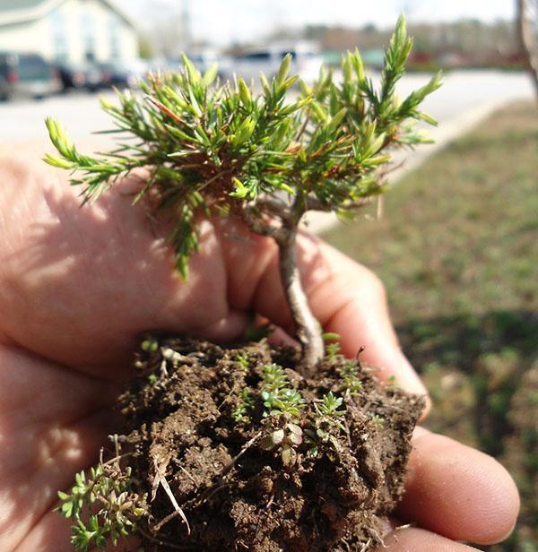 transplanter un semis dans un extérieur