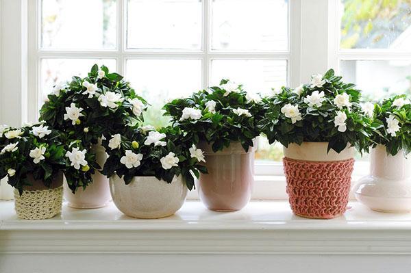 Gardenia se siente muy bien en el alféizar de una ventana en el lado sur o oeste