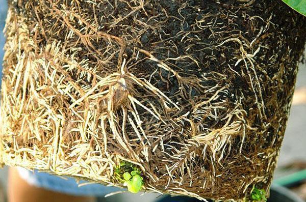 La fleur doit être transplantée d'urgence