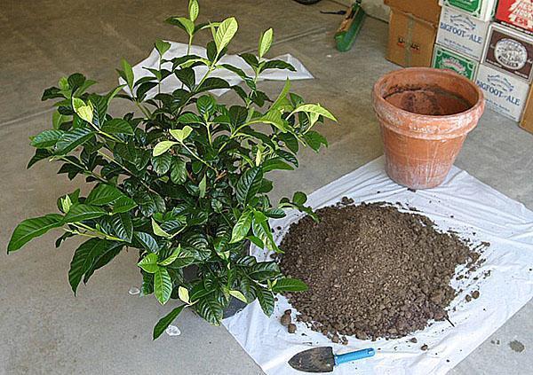 Manejo de gardenia y una maceta más espaciosa.