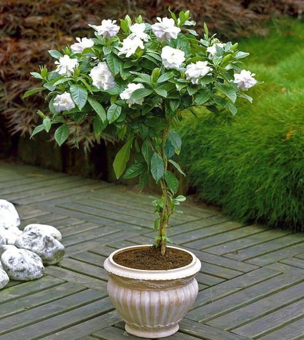 Cultivo de macetas de gardenia