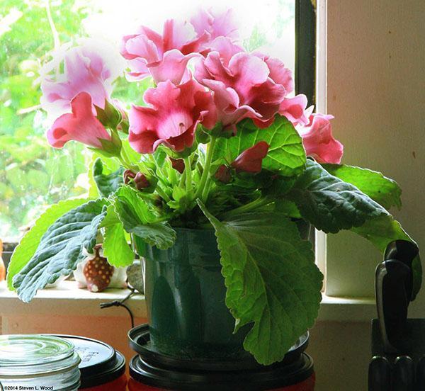 Gloxinia prefiere un lugar luminoso