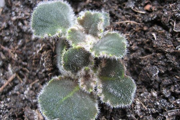 Brote de tubérculo Gloxinia