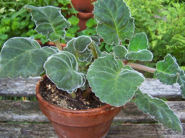 Para la formación de brotes, la gloxinia se fertiliza con nitrógeno.