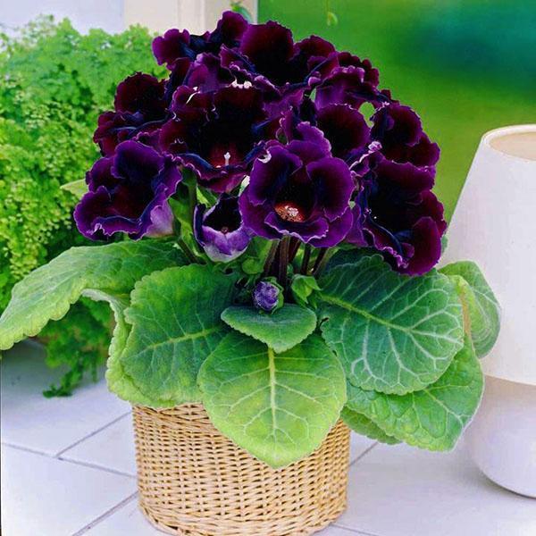 Gloxinia florece en el alféizar de la ventana