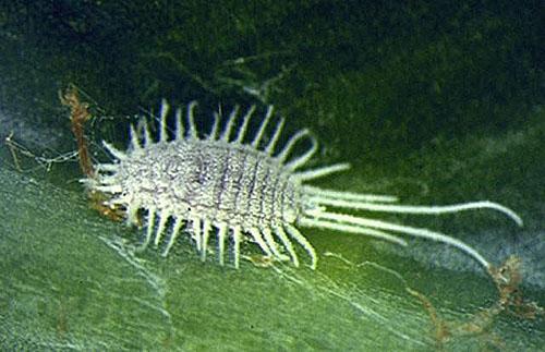 La principal plaga del Kalanchoe es el insecto escama.