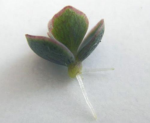 Bébé Kalanchoe avec une colonne vertébrale