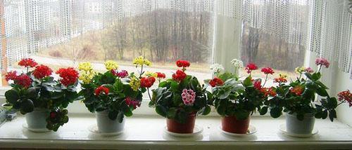 Kalanchoe florece en el alféizar de la ventana