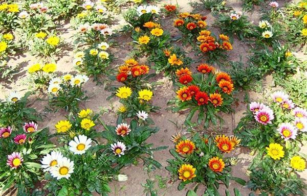 cultivo de gerbera en el jardín