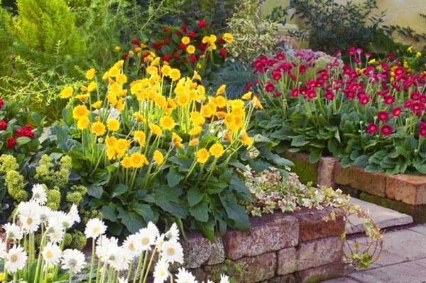 gerberas dans les parterres hauts