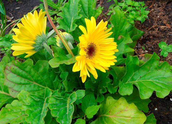 floraison abondante dans le parterre de fleurs