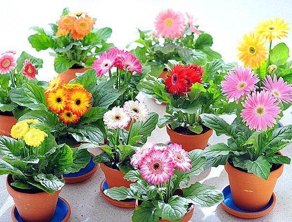 culture de gerbera en pot