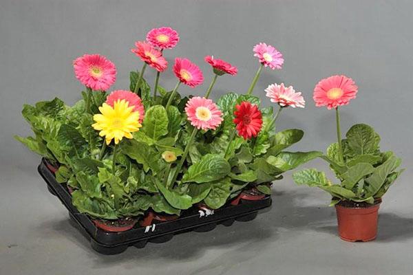 gerbera en macetas