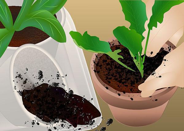 plantar brotes en macetas