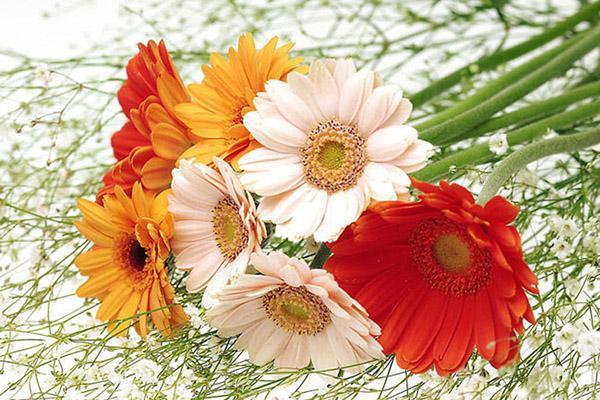 gerberas frais